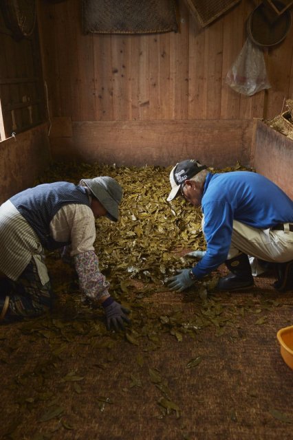 Fermented tea? Yep, and this one dates back 400 years