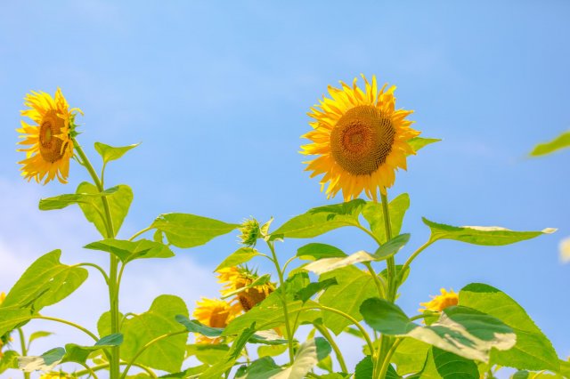 一年盛開兩次的向日葵｜出間向日葵花田