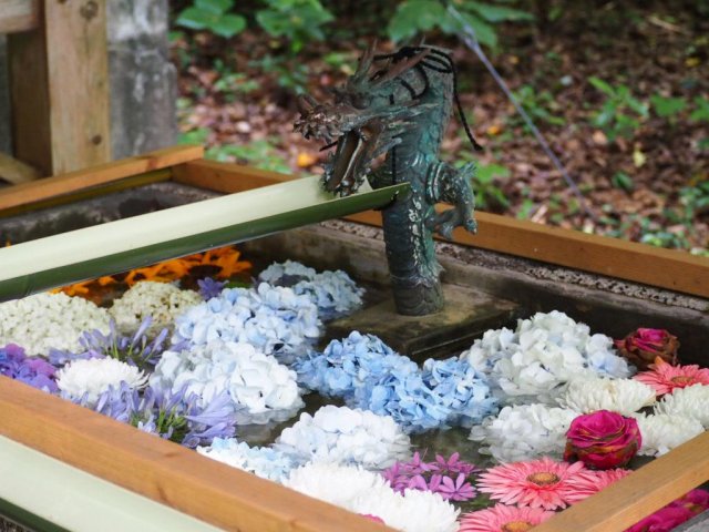 土佐神社巡禮｜超可愛 #鰹魚籤 仁井田神社