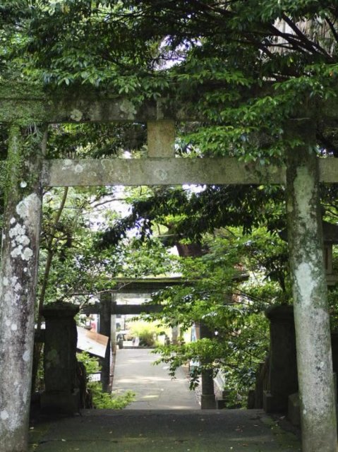 土佐神社巡禮｜超可愛 #鰹魚籤 仁井田神社