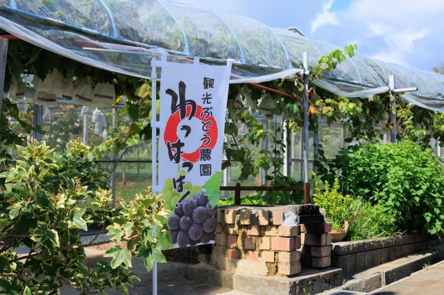 夏秋葡萄採果樂｜觀光農園Wahhahha！