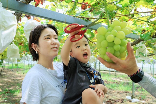 夏秋葡萄採果樂｜觀光農園Wahhahha！