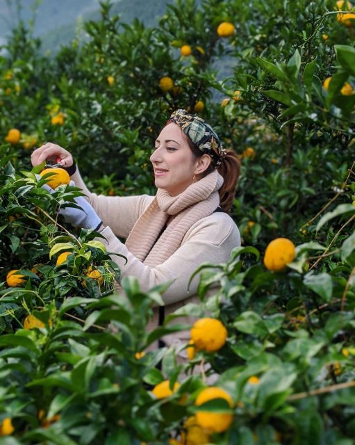 Rose baths and retro trains in a yuzu-scented village