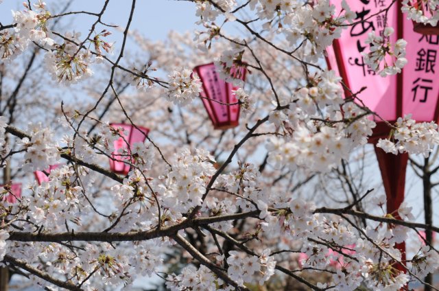 高知城的樱花