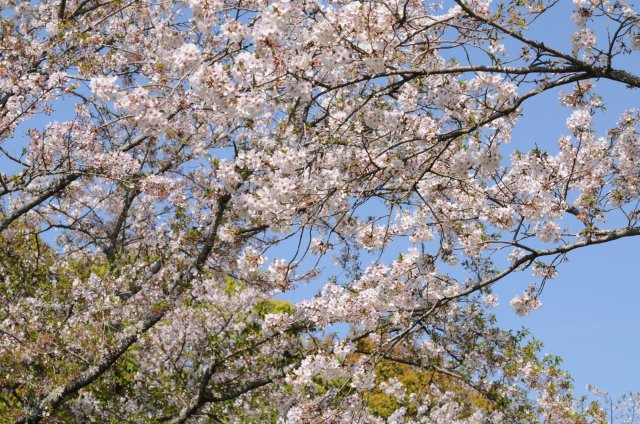 镜野公园的樱花