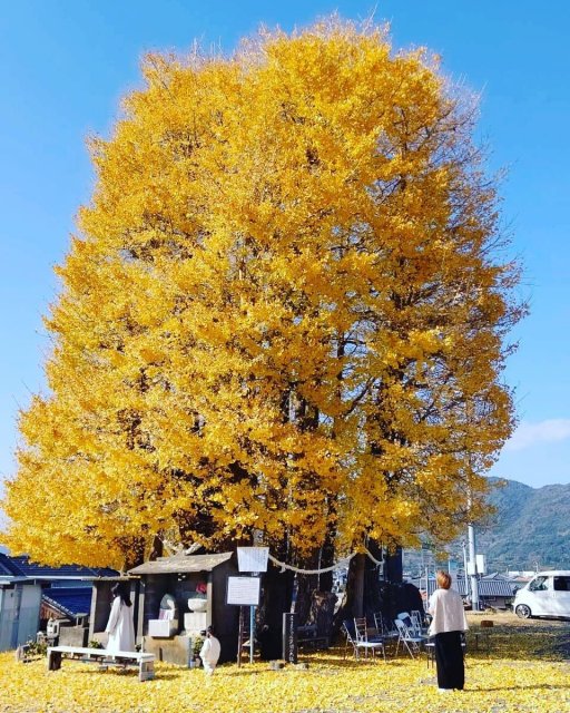 Two spots for nature-lovers and history buffs!|Topics|VISIT KOCHI JAPAN