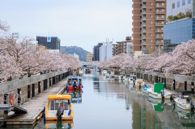 Kochi City’s Horikawa Canal is so pretty in pink
