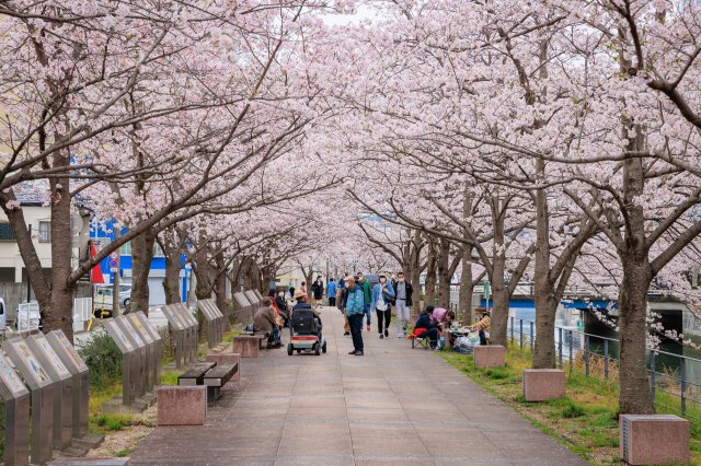 Kochi City’s Horikawa Canal is so pretty in pink