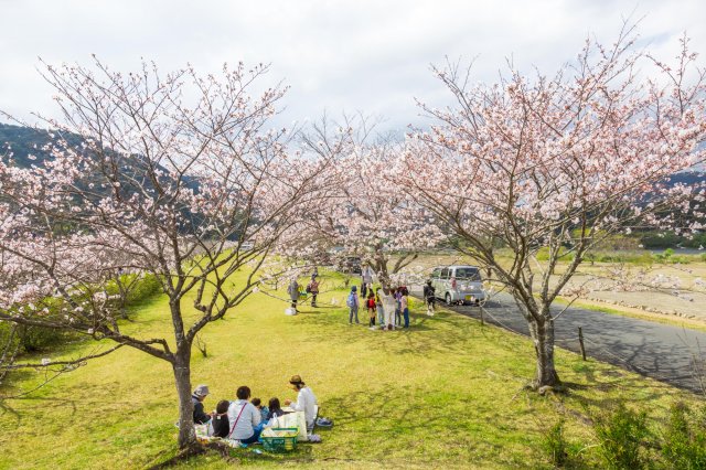 Shimanto River and cherry blossoms–a magical combo