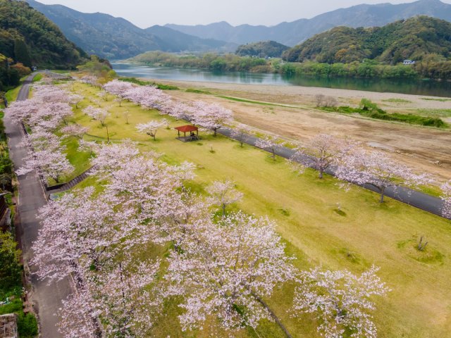 Shimanto River and cherry blossoms–a magical combo
