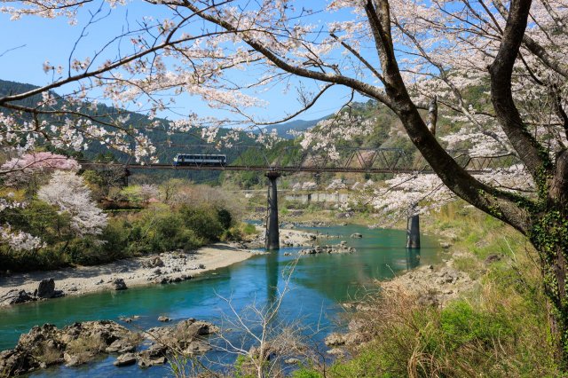 Shimanto River and cherry blossom views…from a train!
