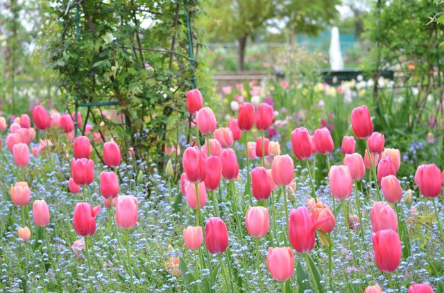 Kickstart spring with a ~tuliptastic~ burst of color