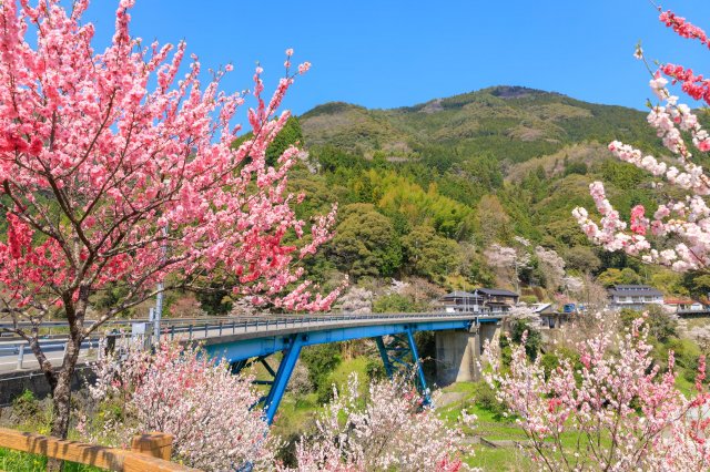 Peach blossom pink and Niyodo River blue