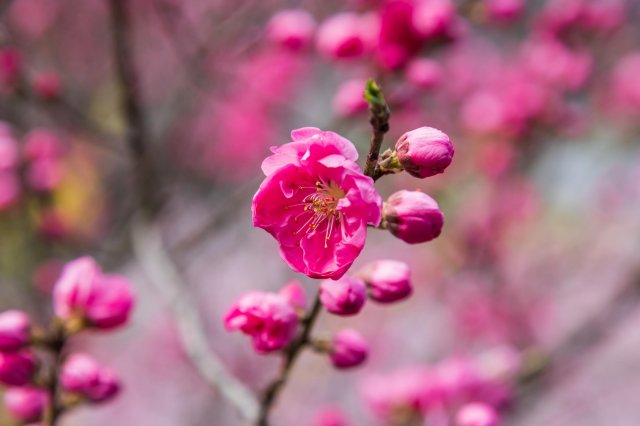 Peach blossom pink and Niyodo River blue