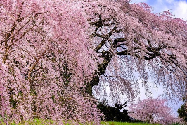 A guide to the beautiful varieties of cherry blossoms in Japan