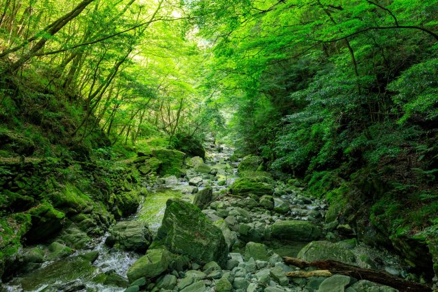 In search of treasure at Yasui Gorge
