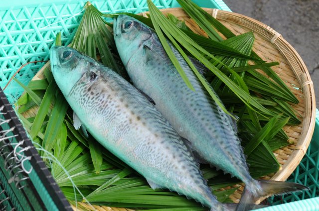 ปลาซาบะชิมิสุ