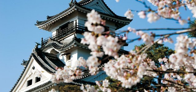 Kochi Castle with Cherry trees