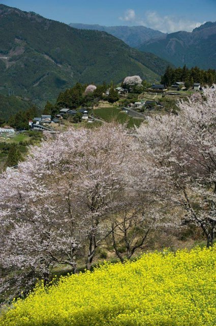 葫蘆櫻公園