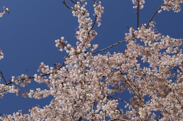 葫蘆櫻公園