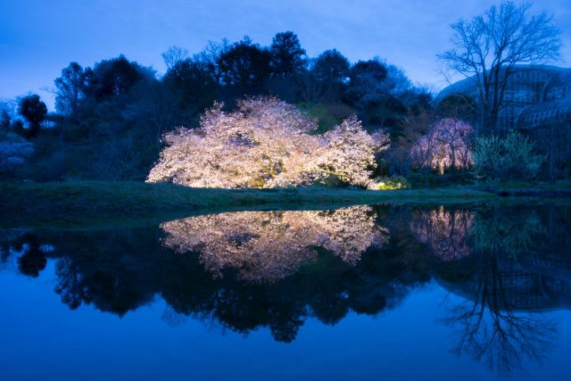 The Makino Botanical Garden （Spring flower）