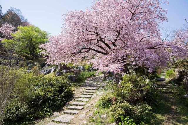 The Makino Botanical Garden （Spring flower）