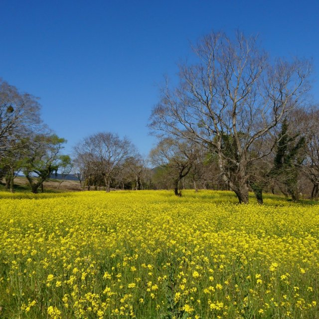 Canola Flower Field in Nyuta Willow Forest