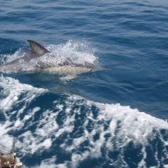 ดูปลาโลมาและปลาวาฬจอห์นมัง (คลับสัมผัสประสบการณ์ประมงอะชิซุริ)