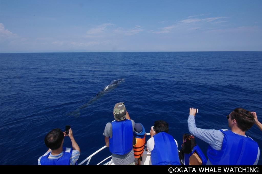 Ogata Whale Watching