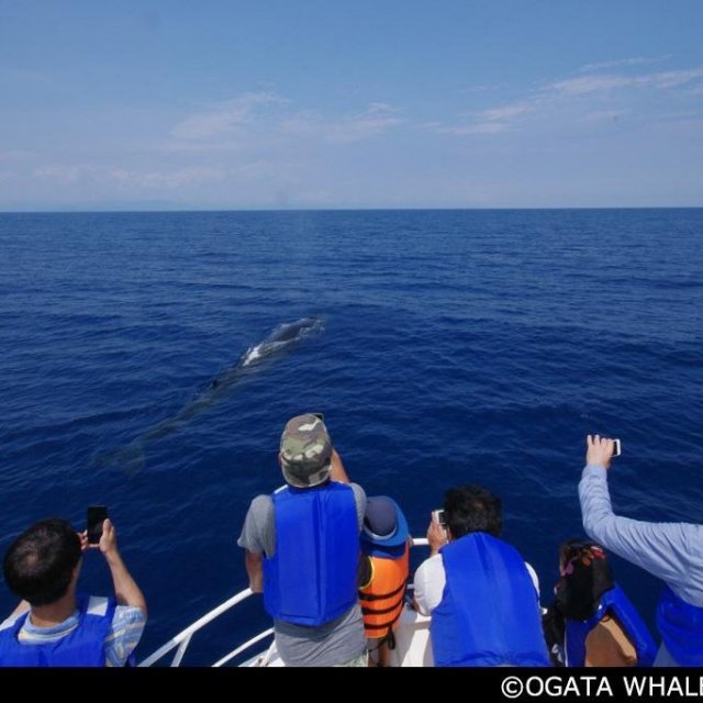 Ogata Whale Watching