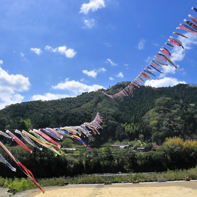 Koi Carp Streamers (over Shimanto River)