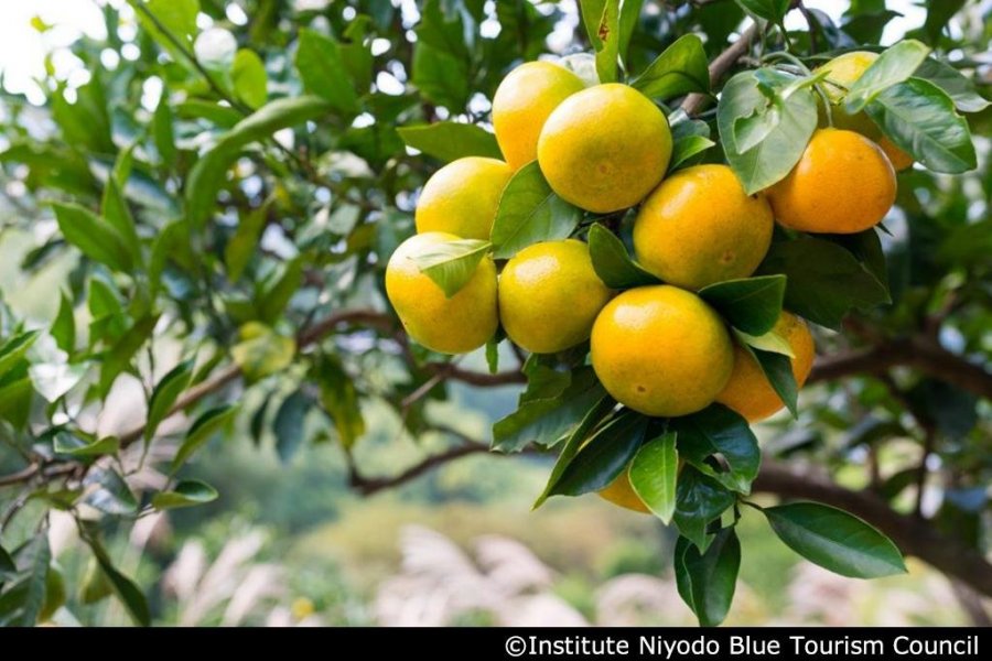 Fruit of the Land Culinary Market