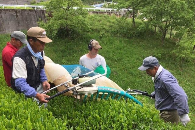Kochi: Tea Farm Tour, Japan’s Rarest Tea Tasting