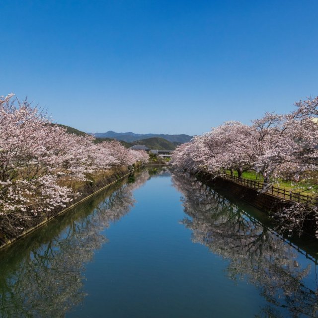 Sakawa Cherry Tree Path