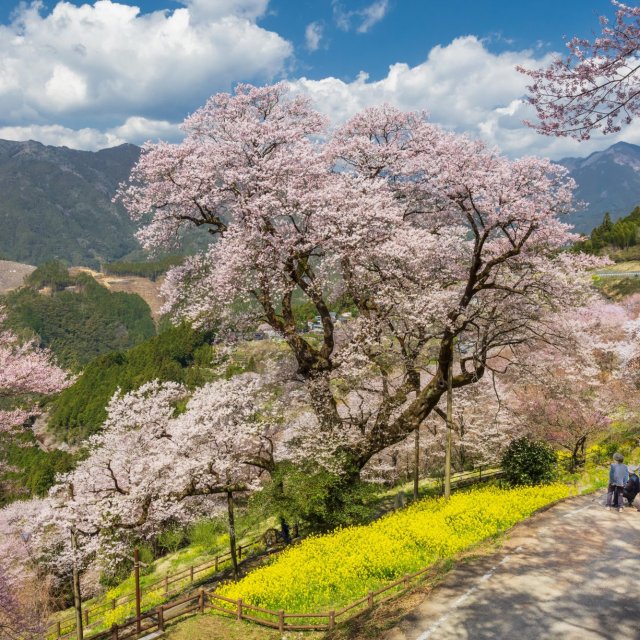 Hyotan Sakura Park 