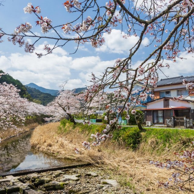 구레 오사카다니 강가의 벚꽃