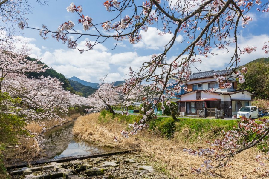 久礼大坂谷沿岸的樱花｜观光・游玩｜VISIT KOCHI JAPAN