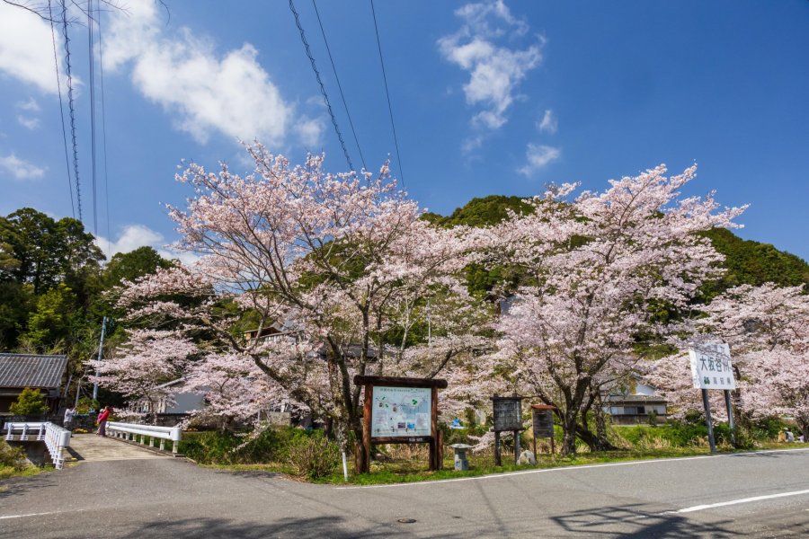 久礼大坂谷沿岸的樱花｜观光・游玩｜VISIT KOCHI JAPAN