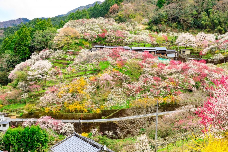 上久喜的花桃｜觀光｜VISIT KOCHI JAPAN