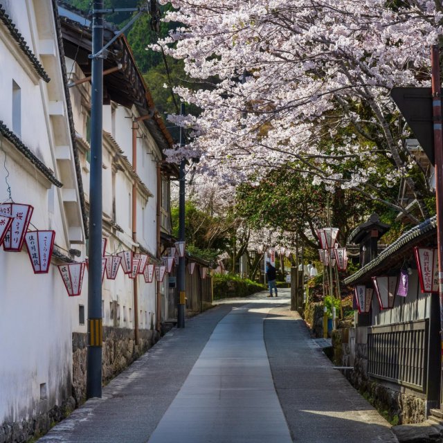Sakawa: town of cherry blossoms