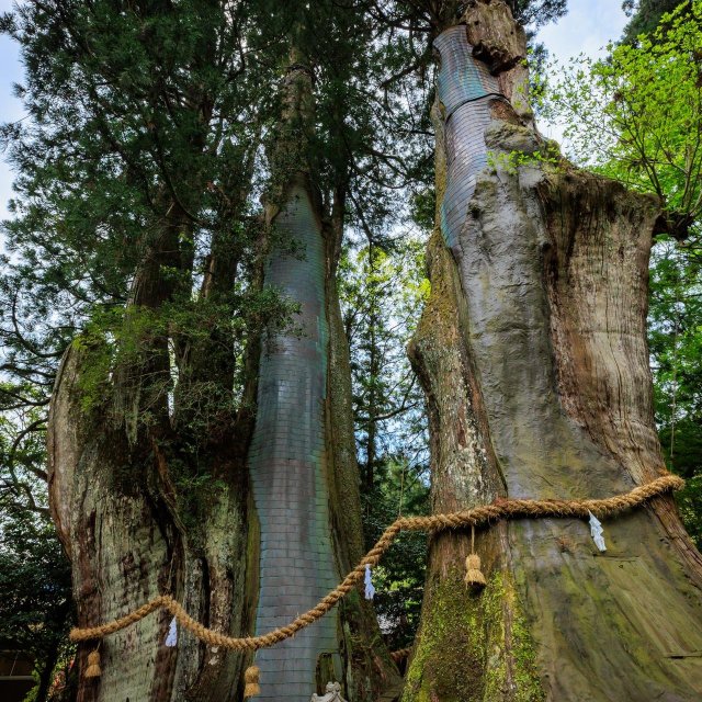 Sugi-no-Osugi Cedar Tree