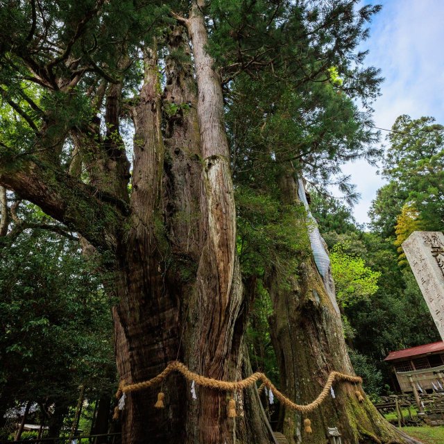 Sugi-no-Osugi Cedar Tree