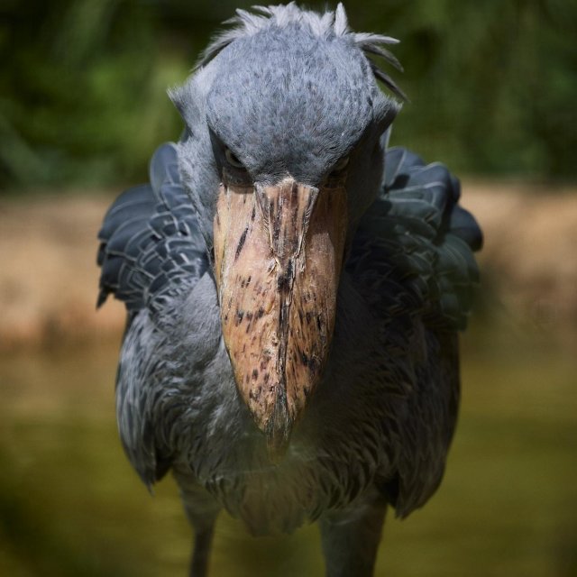 高知縣立野市動物公園