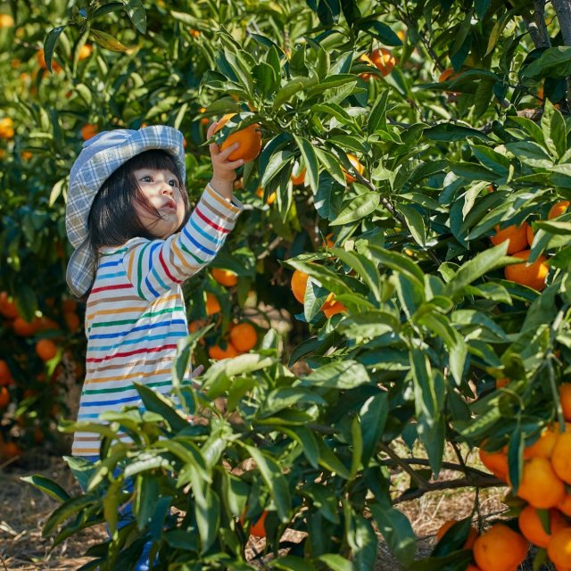 Tosa Kochi Fruit Farms