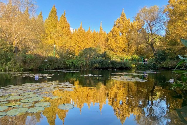 北川村「莫內庭園」馬摩丹