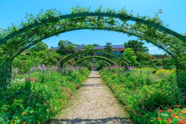 北川村「莫內庭園」馬摩丹