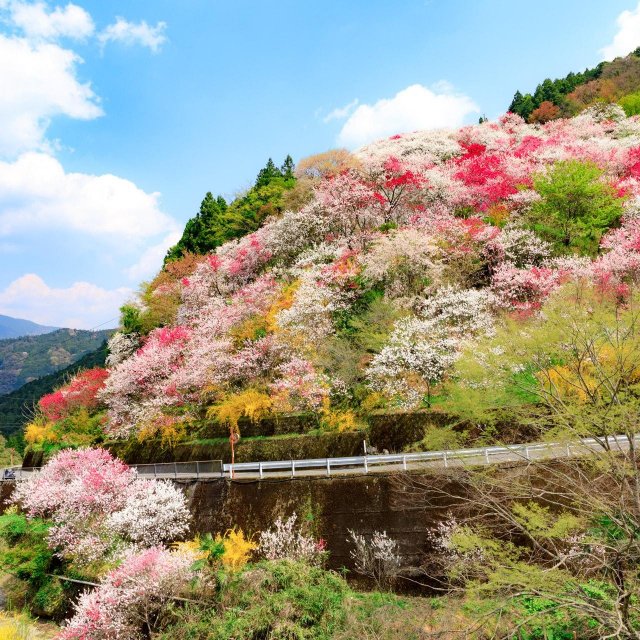 Kamikuki Peach Blossoms