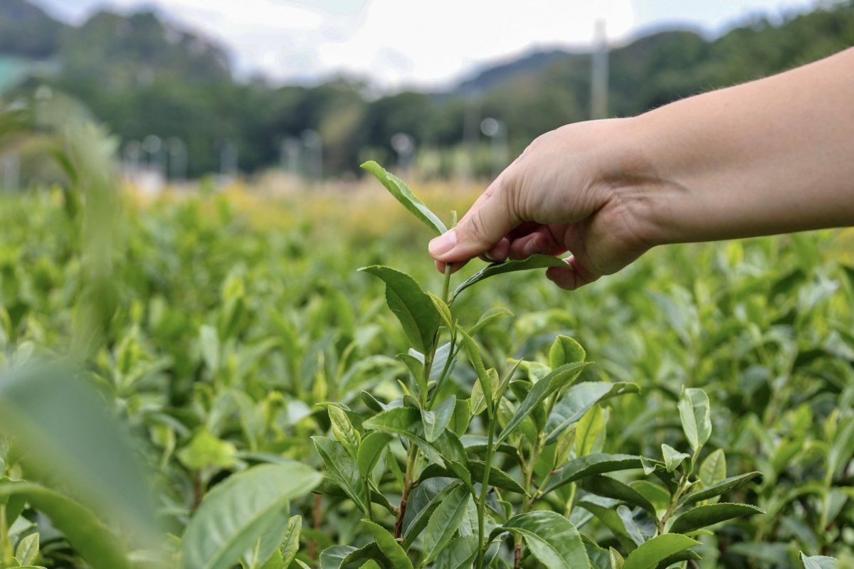 Kiriyama Tea Farm