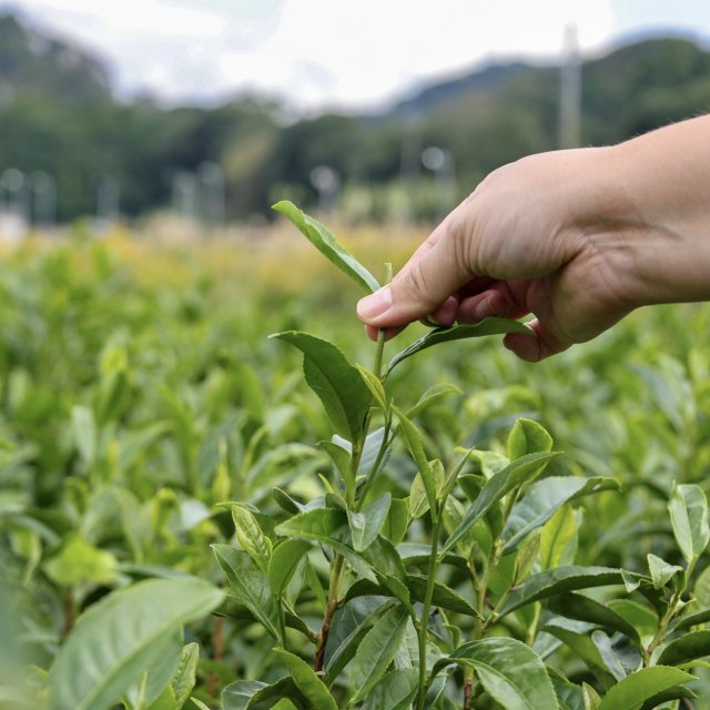 Kiriyama Tea Farm