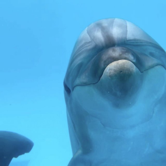 室户海豚中心